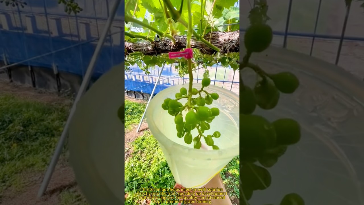 The Secret to Premium Shine Muscat Grapes.