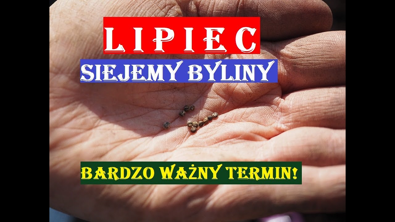 LIPIEC - DLACZEGO JEST TO BARDZO WAŻNY TERMIN SIEWU NASION?!