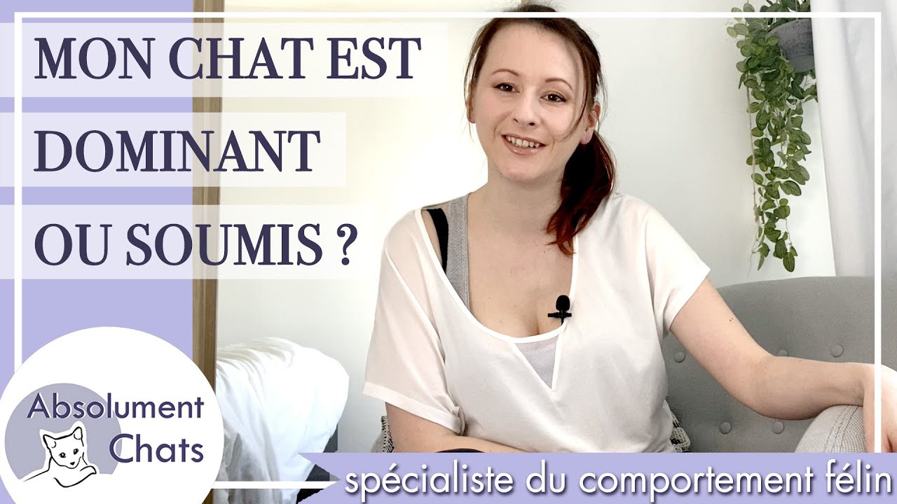 mon chat est-il dominant ou soumis ?