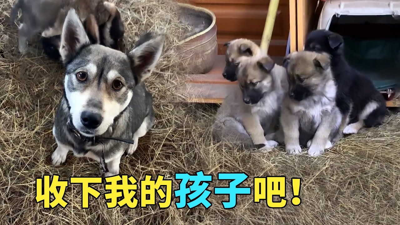 大雪天喂了一只流浪狗，几天后它把4只小狗送上门，母爱太伟大