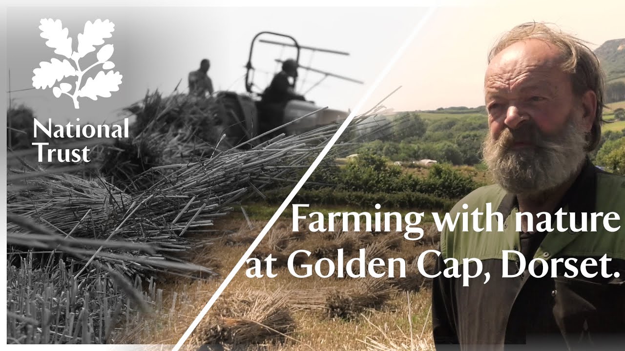 Protecting nature with traditional thatch farming in Dorset