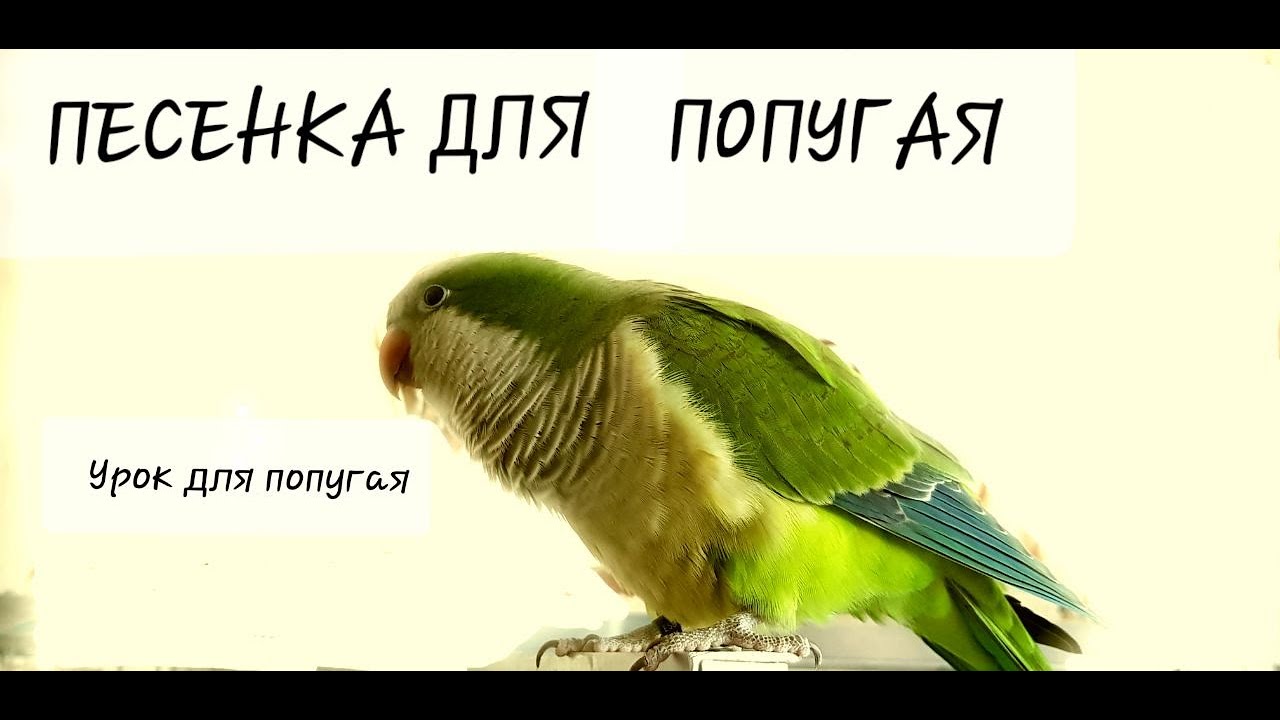 ТРА-ТА-ТА, МЫ ВЕЗЁМ С СОБОЙ КОТА!  УЧИМ ПОПУГАЯ ПЕТЬ ПЕСЕНКУ. УРОК ДЛЯ ПОПУГАЯ.