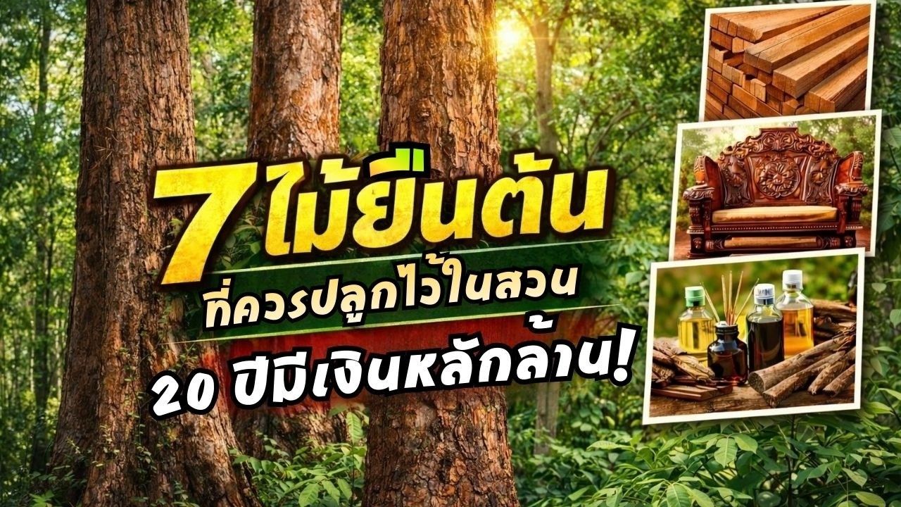 7 ไม้ยืนต้นที่ควรปลูกไว้ในสวน ปลูกวันนี้ อีก 20 ปีมีเงินหลักล้าน!
