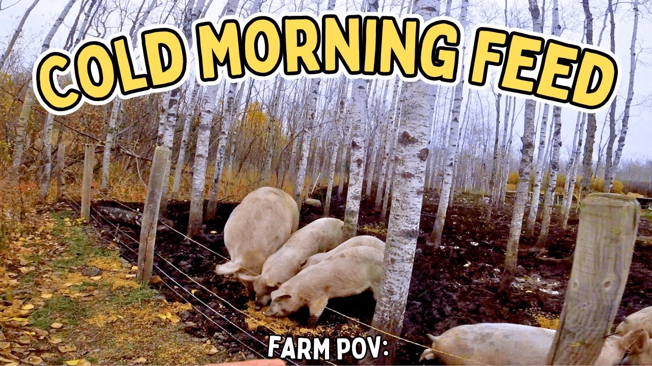 Farm POV: Gloomy Skies, Busy Farm
