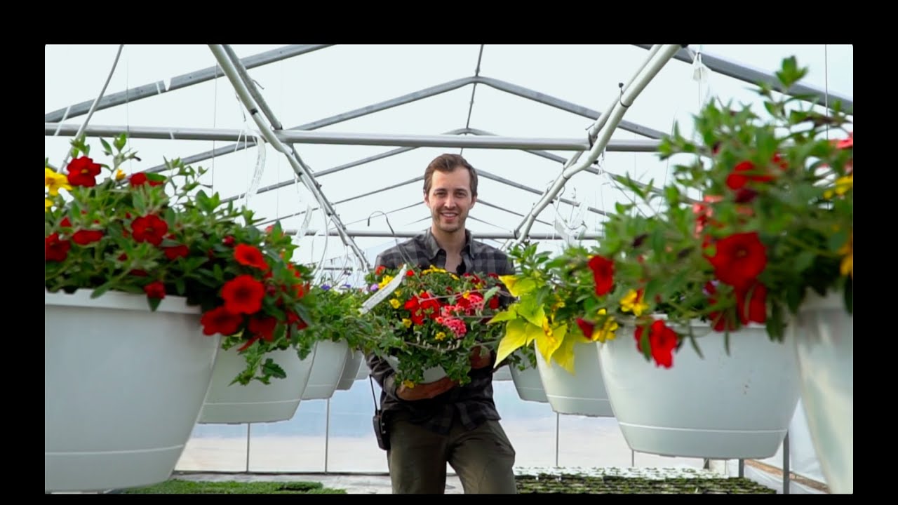 Making a Petunia Hanging Basket