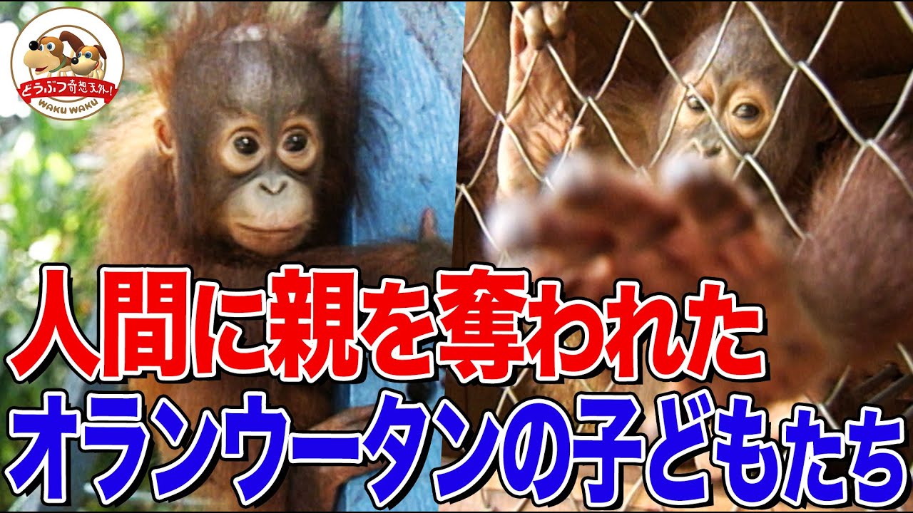 今こそ人間の犯した罪を償う時！密猟や虐待で苦しむオランウータンの子どもたちと保護施設の奮闘に密着（絶滅へのカウントダウンを阻止せよ！Part1）小島一慶復刻版【どうぶつ奇想天外／WAKUWAKU】