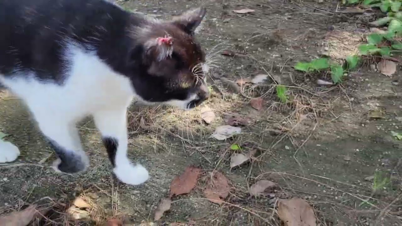 2022 9 3 さくら猫・地域猫 ロロちゃん