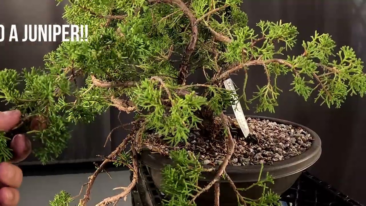 Kishu Shimpaku Juniper Angle Change Episode #63