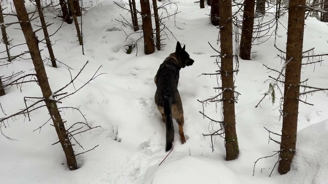 Quiet Dog Walk | Through a Dense Winter Forest