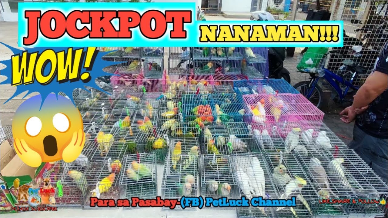 LOVEBIRDS SALE SA HULONG DUHAT MALABON