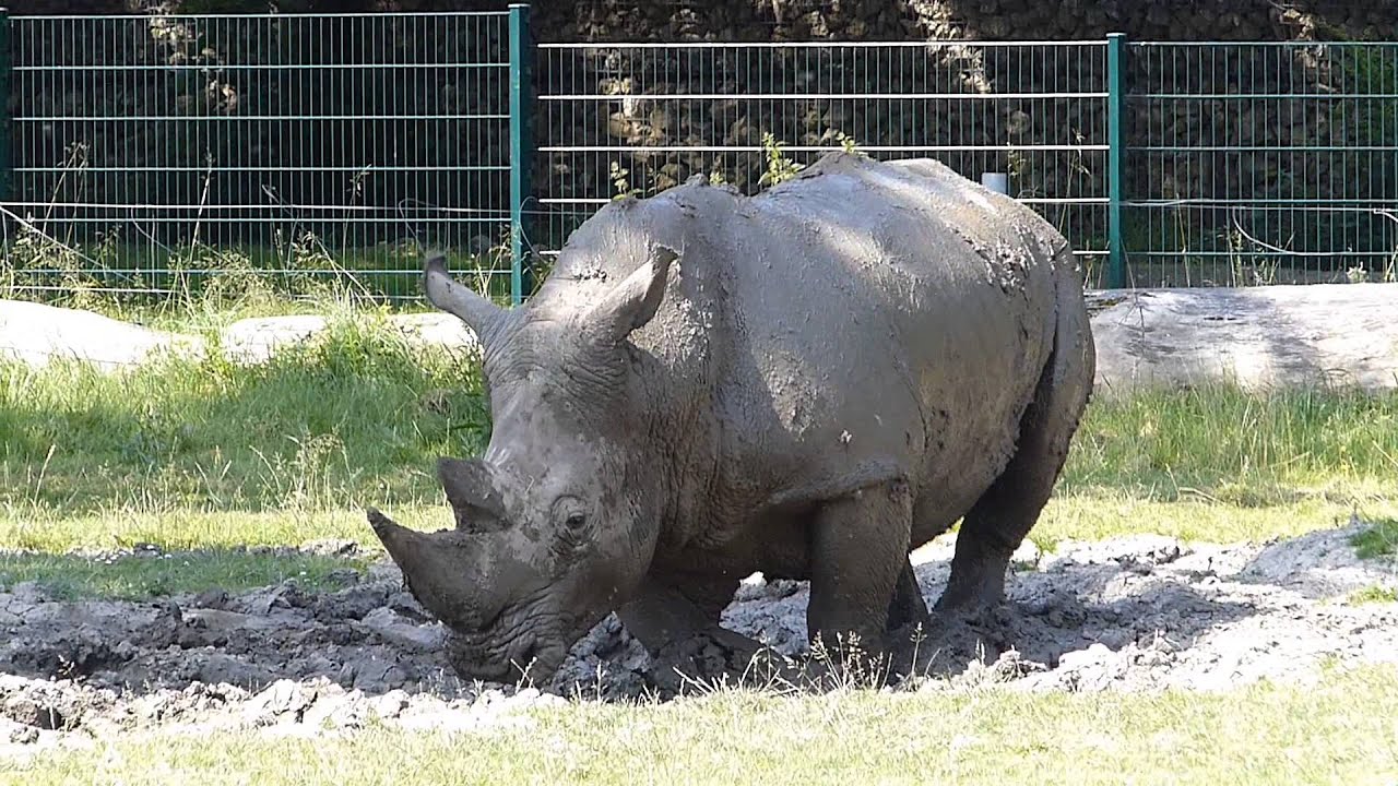 Nashorn macht eine 180 Grad  drehung im  Schlammloch . Zoo Augsburg
