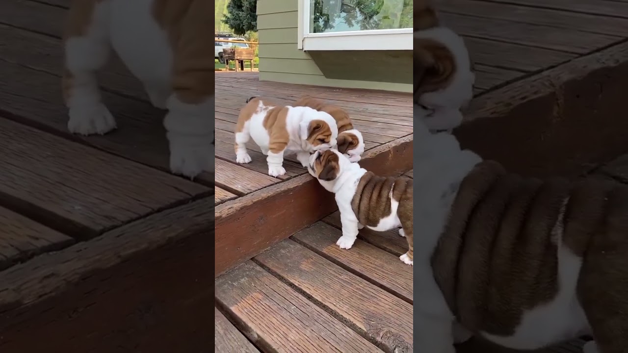 Bulldog Puppies Playing