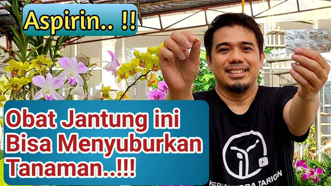 Manfaat ASPIRIN/OBAT JANTUNG Untuk Tanaman, Zat Perangsang Akar Paling Kuat, Zat Perangsang Tumbuh.!