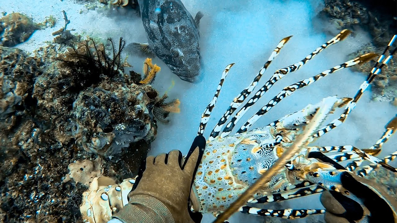 Commercial Giant Tropical Rock Lobster - Grouper Tries To Eat My Catch
