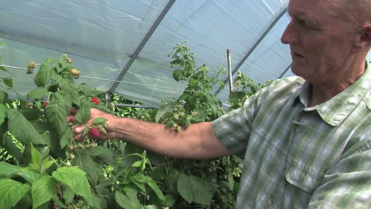 MSU Multi-bay high tunnels: Protecting fruit crops