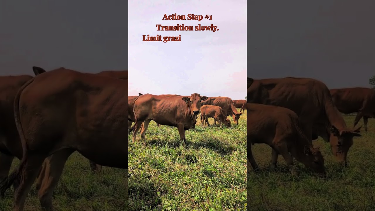 Ranch Tip of the Week: Early Green Grass Causing Scours? Here&rsquo;s Why  #cow  #farm #cattlenutrition