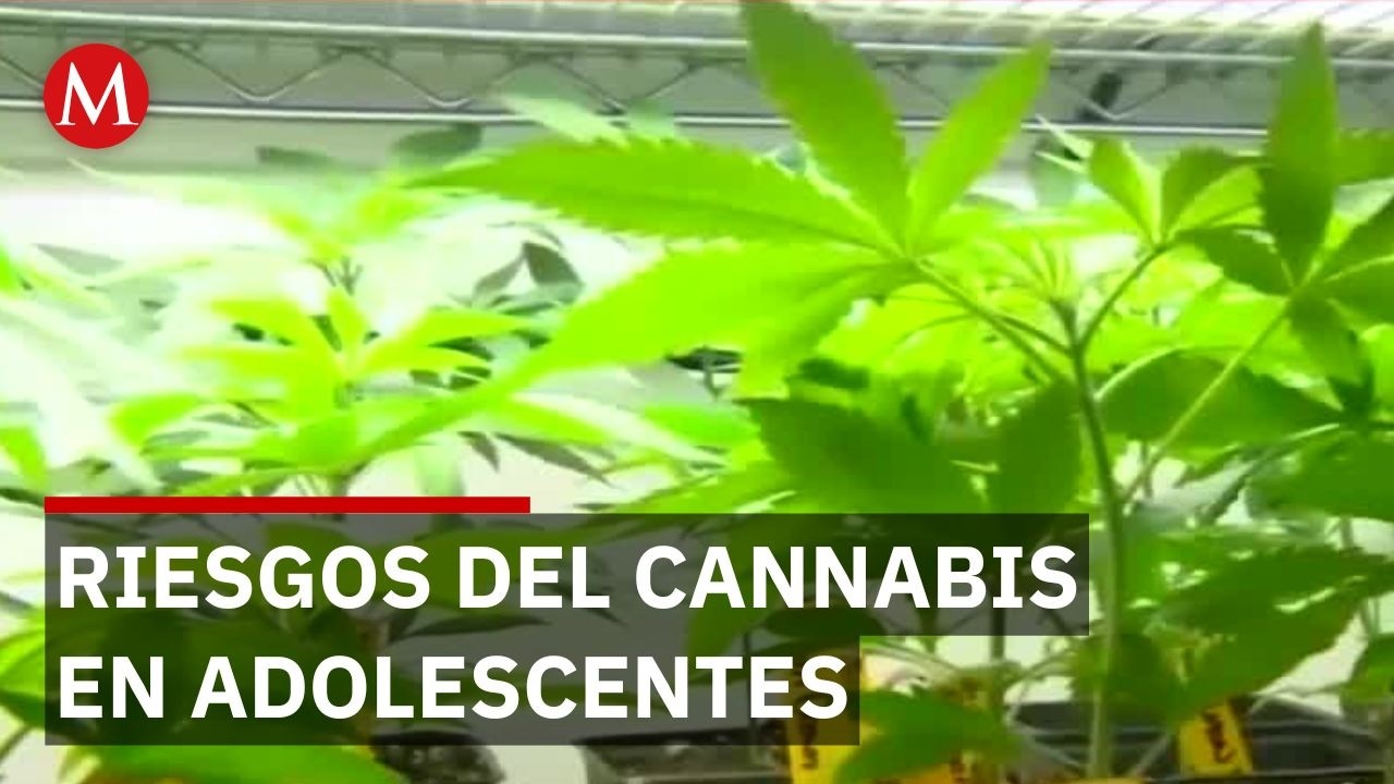 Advierten sobre brotes psicóticos por consumo de cannabis a temprana edad