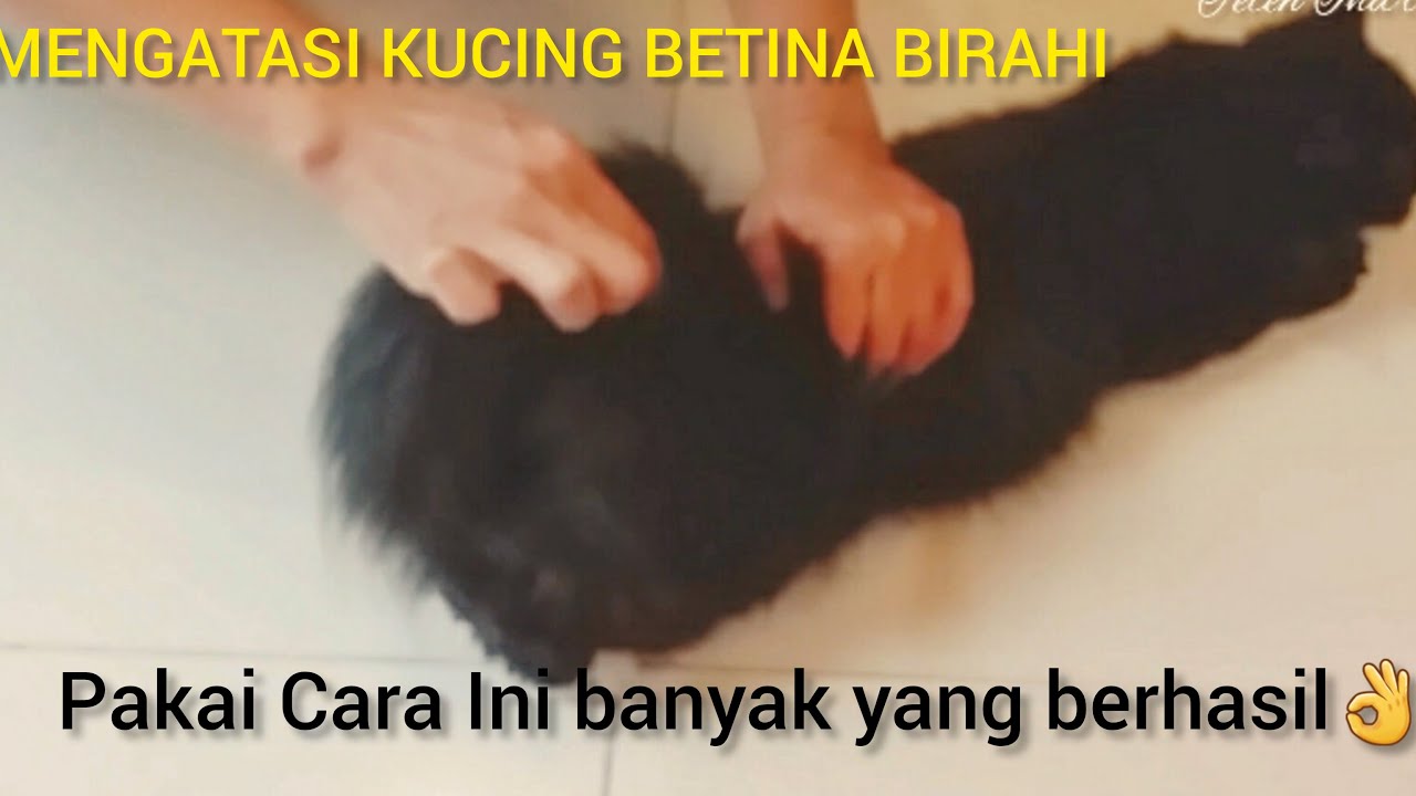 Cara Mengatasi Birahi Kucing Betina tanpa dikawinkan dengan kucing Jantan @tetehindri1300