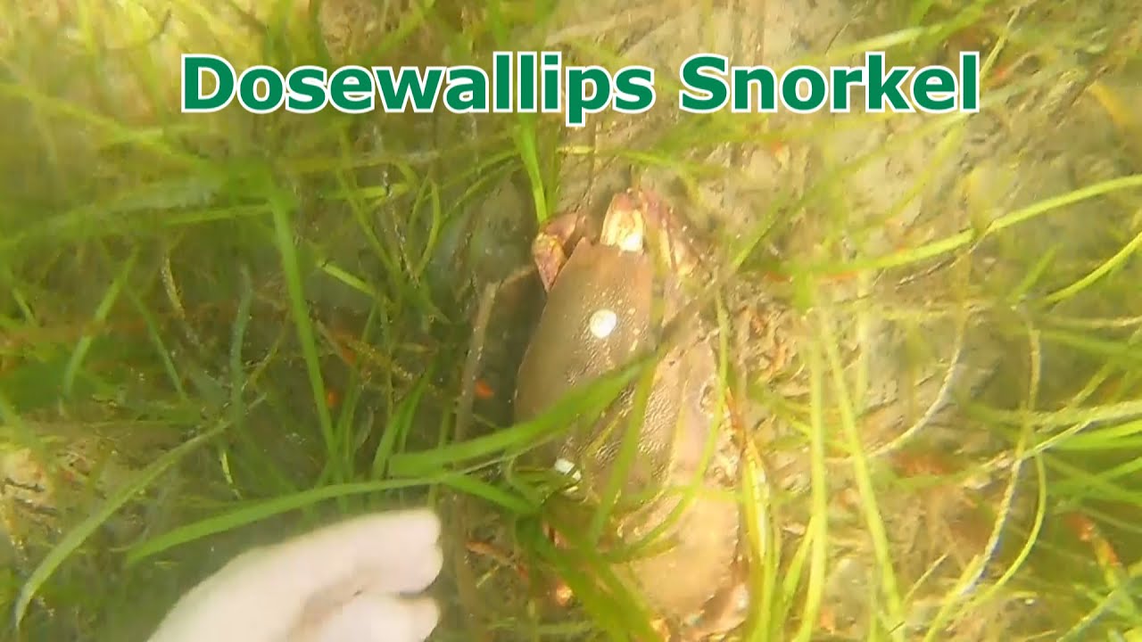 Dosewallips Snorkel (Hood Canal)