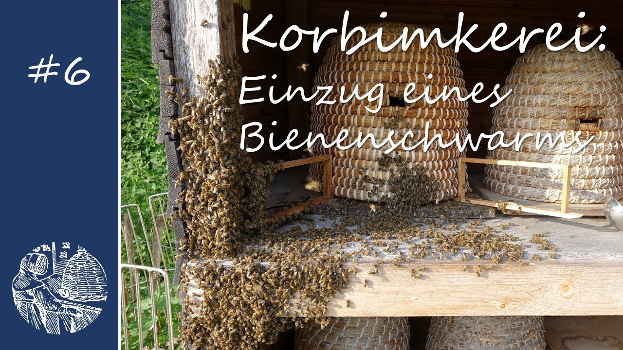 Korbimkerei: Einzug eines Bienenschwarms