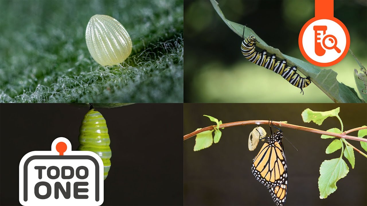 🦋나는 어떤 나비가 될까? | 나비의 성장 | 어린이과학 | 토도과학 | 토도원