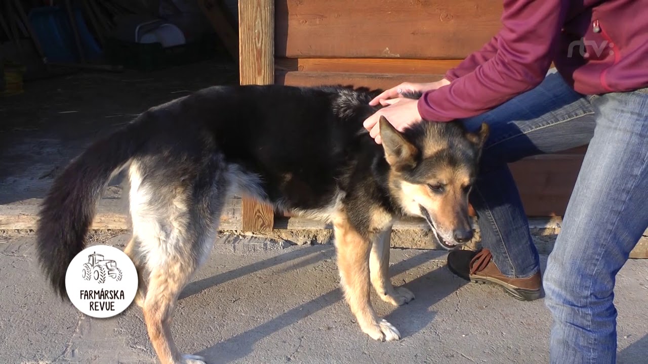 Kliešte