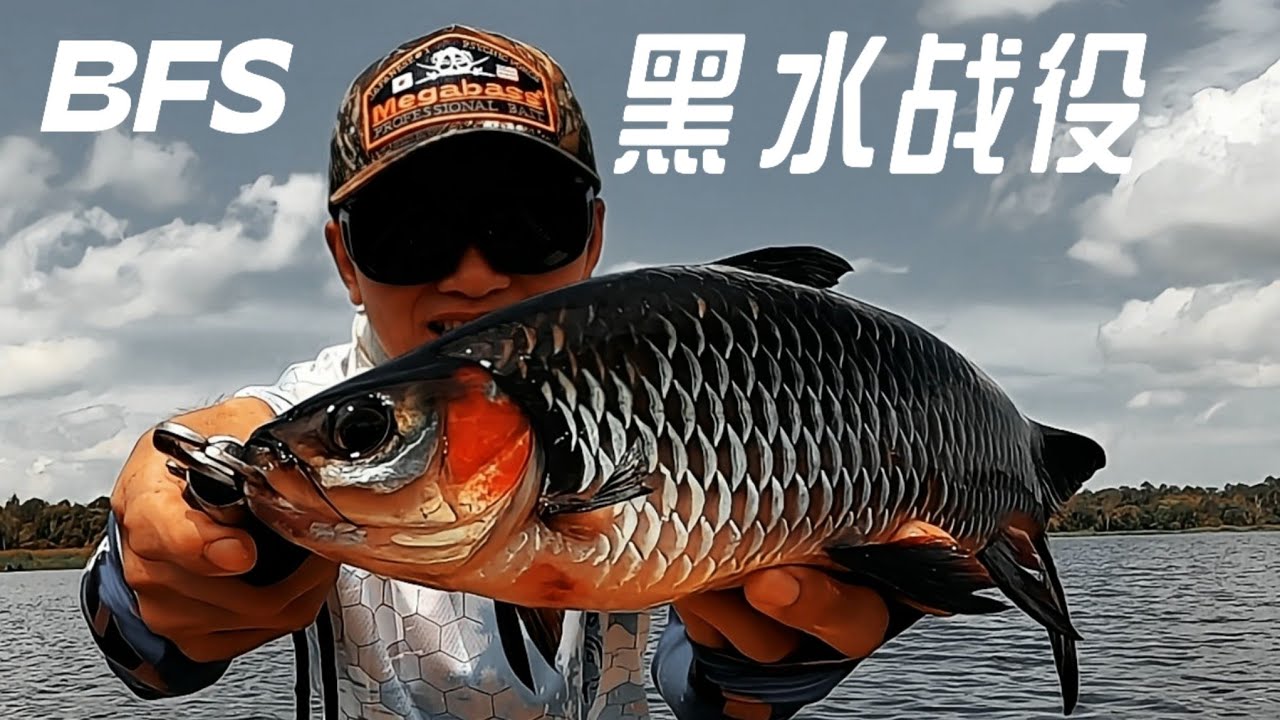 (EP108)远征爆钓黑水湖，七彩海象，黑水苏丹。Sentarum Lake, Ocellated Snakehead, Pipi Merah.Ikan Kerandang.BFS Kaki.