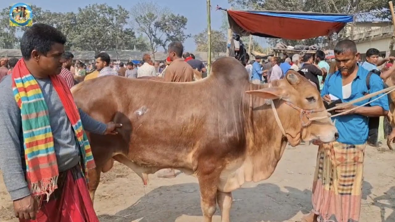 @ 27 February 2026|| খামার উপযোগী ষাঁড় গরুর দাম খোচাবাড়ী হাটে||