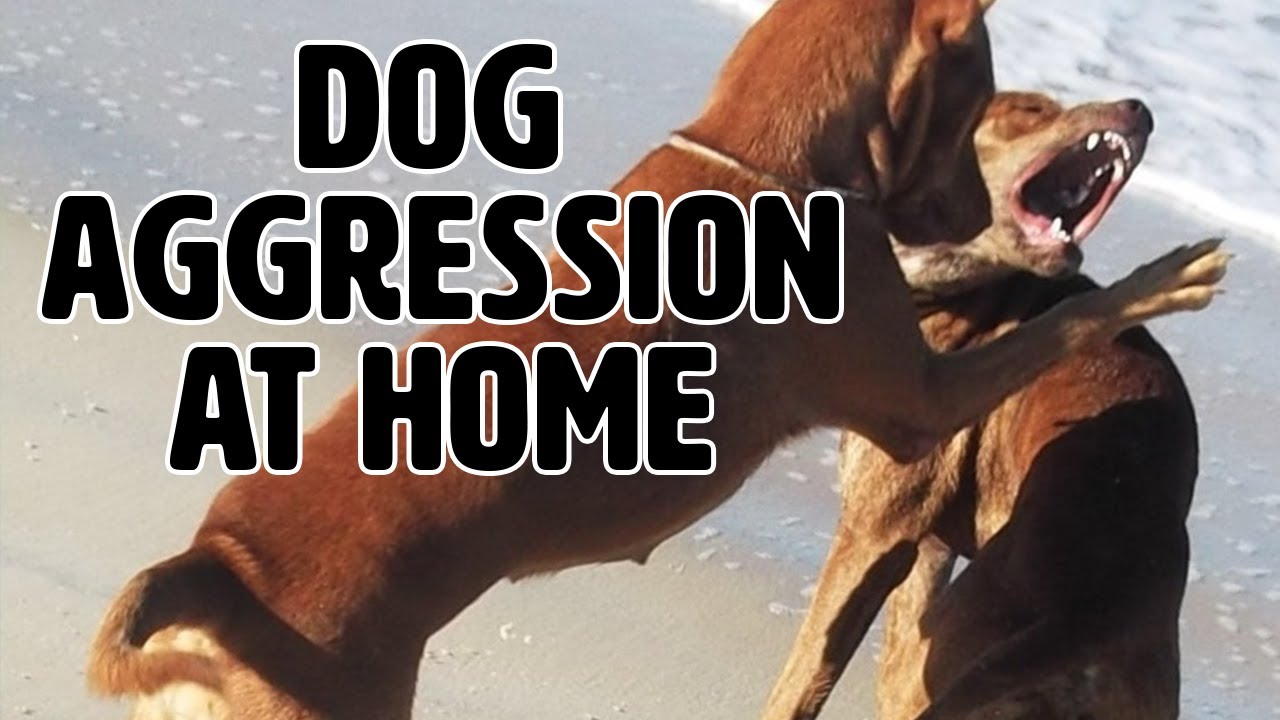 Same home - dog on dog aggression / one overlooked piece