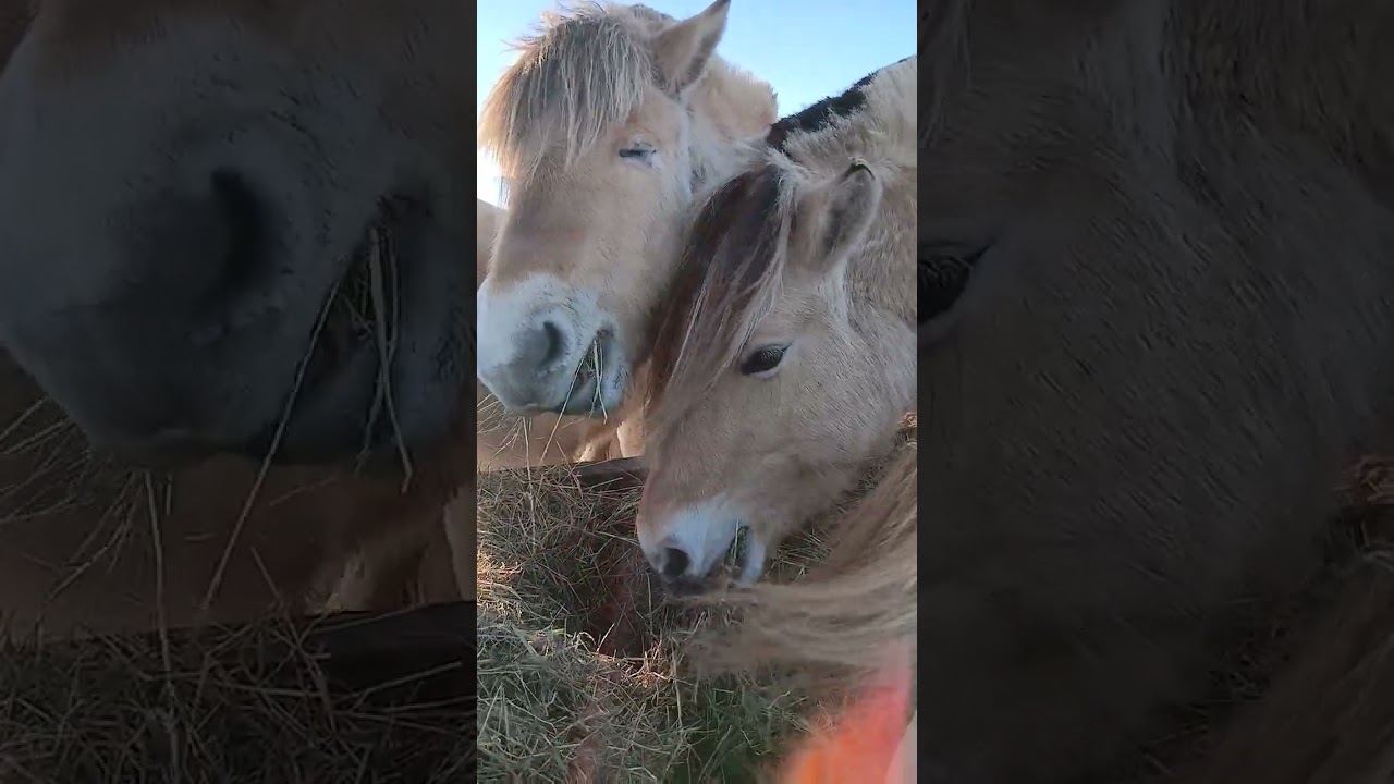 Aus der Heuraufe! #Pferdevideos #Reiten #noostwind #horsevideo #Entspannung 