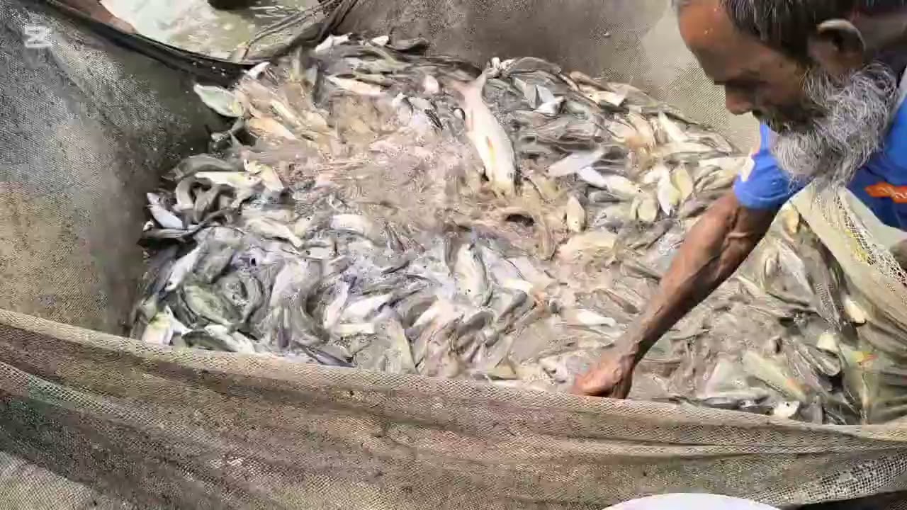 দেখুন কিভাবে পুকুরে অনেক মাছ একসাথে  ধরা হচ্ছে#fishing