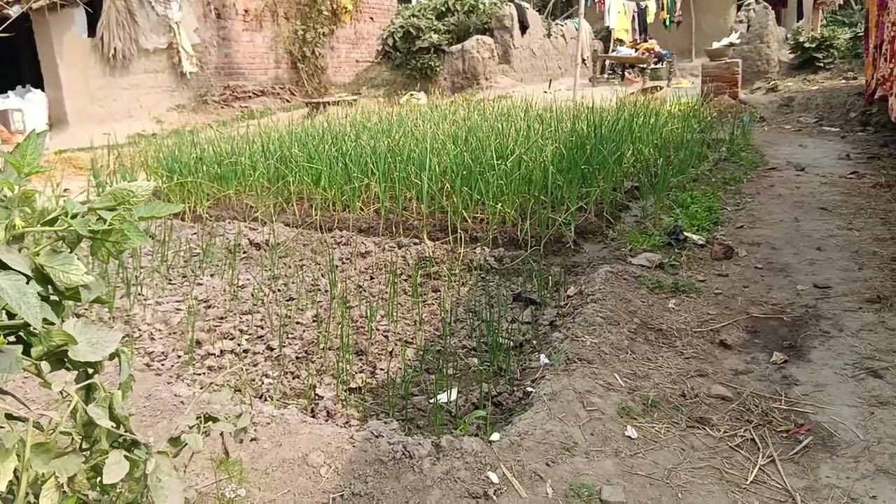 हरा भरा विक्रम की दुनिया ब्लॉग