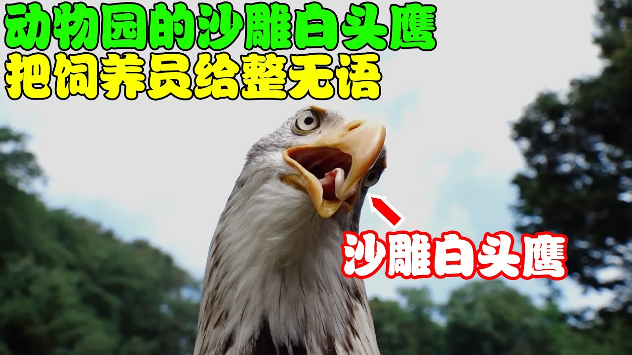 空中霸主白头鹰竟有如此一面，各种沙雕行为，把饲养员整无语了！