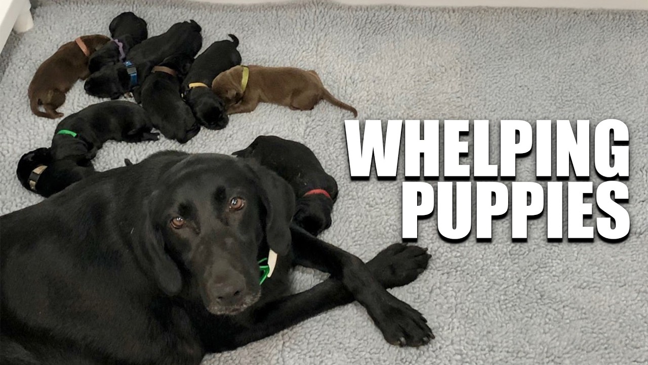 267. The Whelping Reality Check Every Gun Dog Breeder Needs!