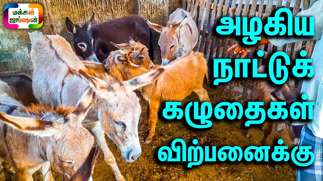 அழகிய நாட்டுக் கழுதைகள் விற்பனைக்கு || Native Donkeys || கழுதை பால் இனிக்குதுங்க || கொடுமுடி தாஜ்