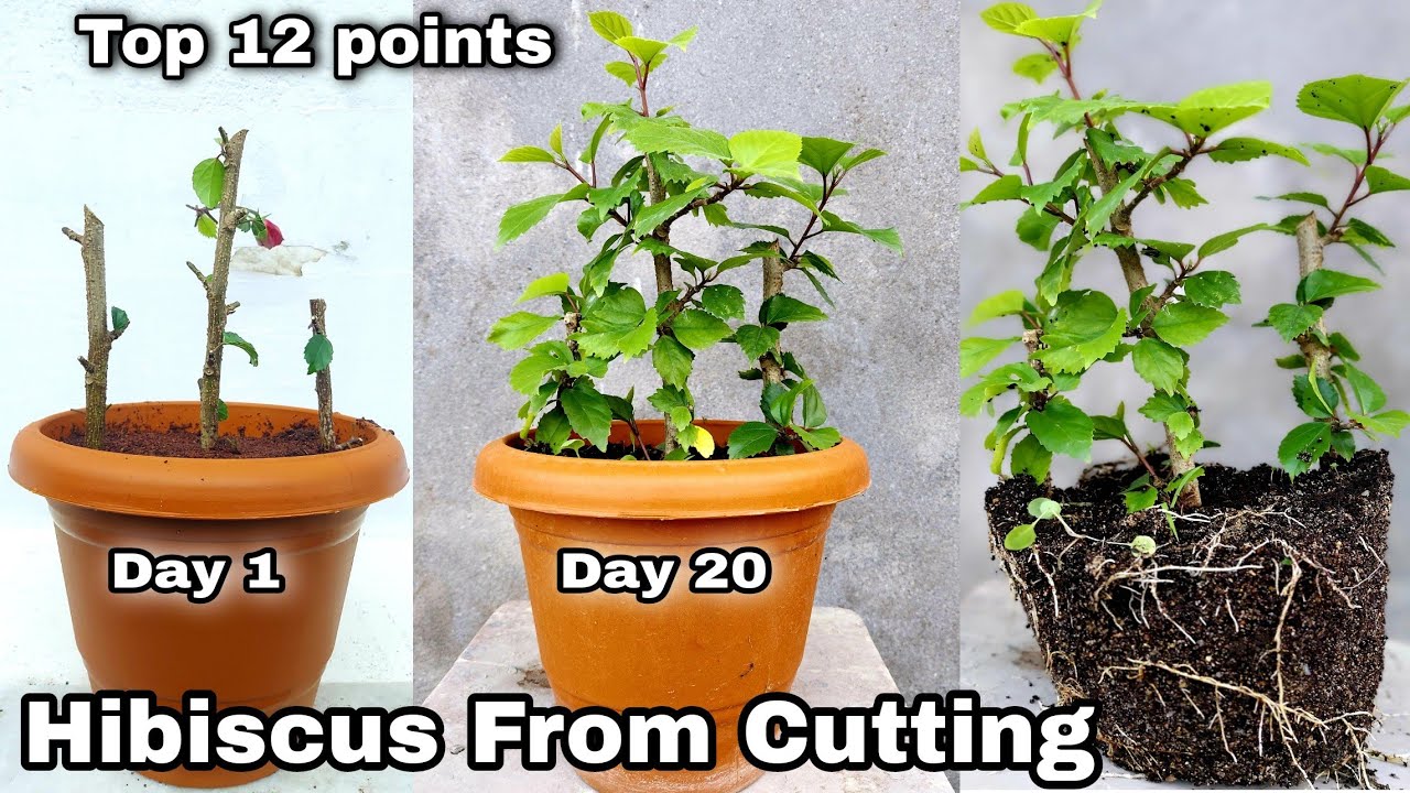 Easiest way to grow Hibiscus from cutting, Grow plants from cutting