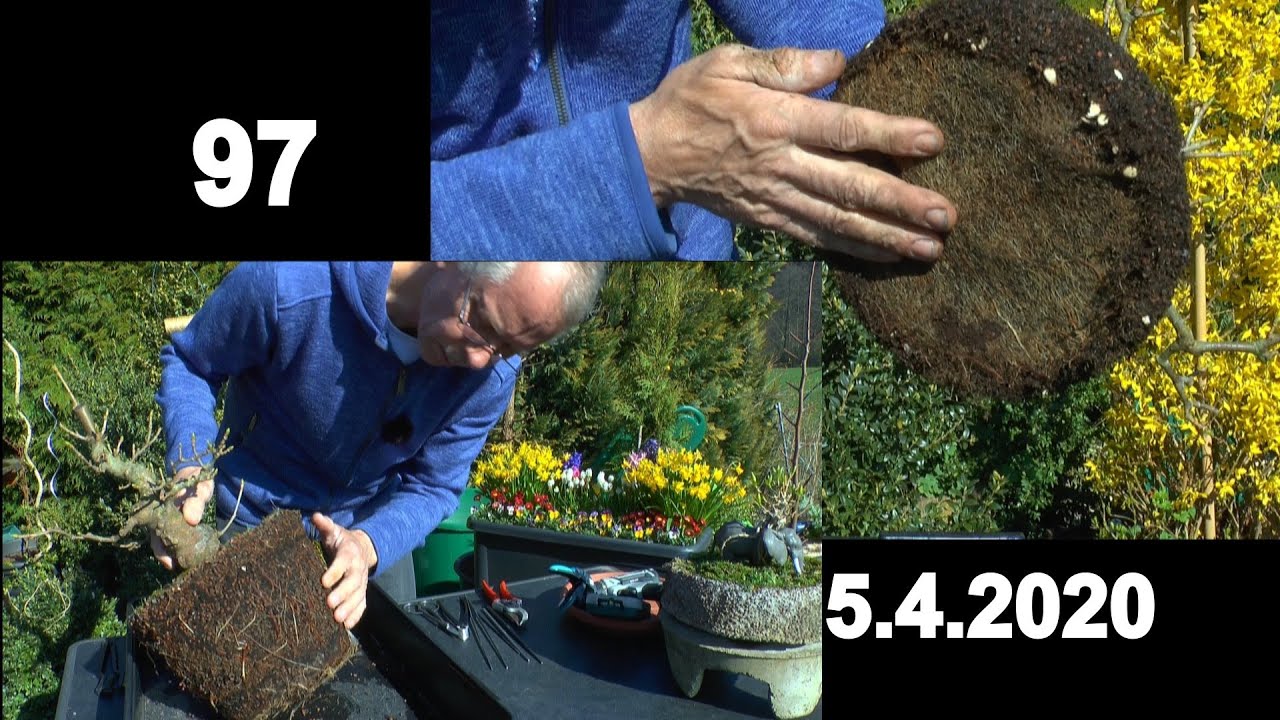 Bergahorn Bonsai. Finale für die Schale. So einfach machst du deinen eigenen Bonsai