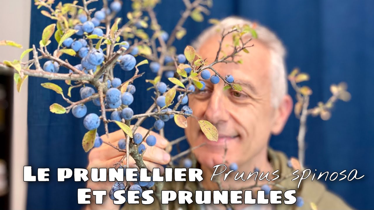 Le prunellier (Prunus spinosa) et ses petites prunelles