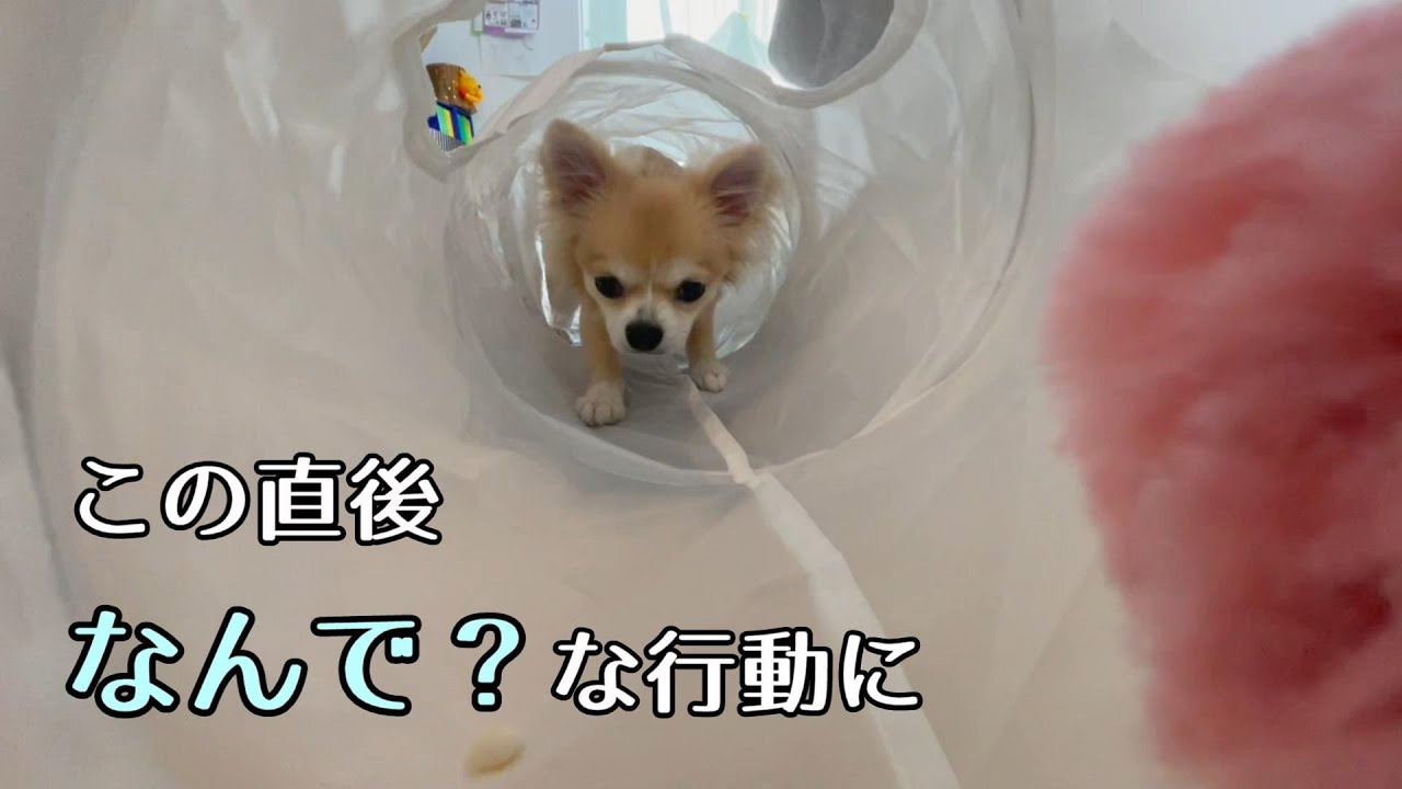 IKEAで購入したトンネルで、潜る練習をさせたら「なんで？」な様子が撮れました【子犬チワワ】