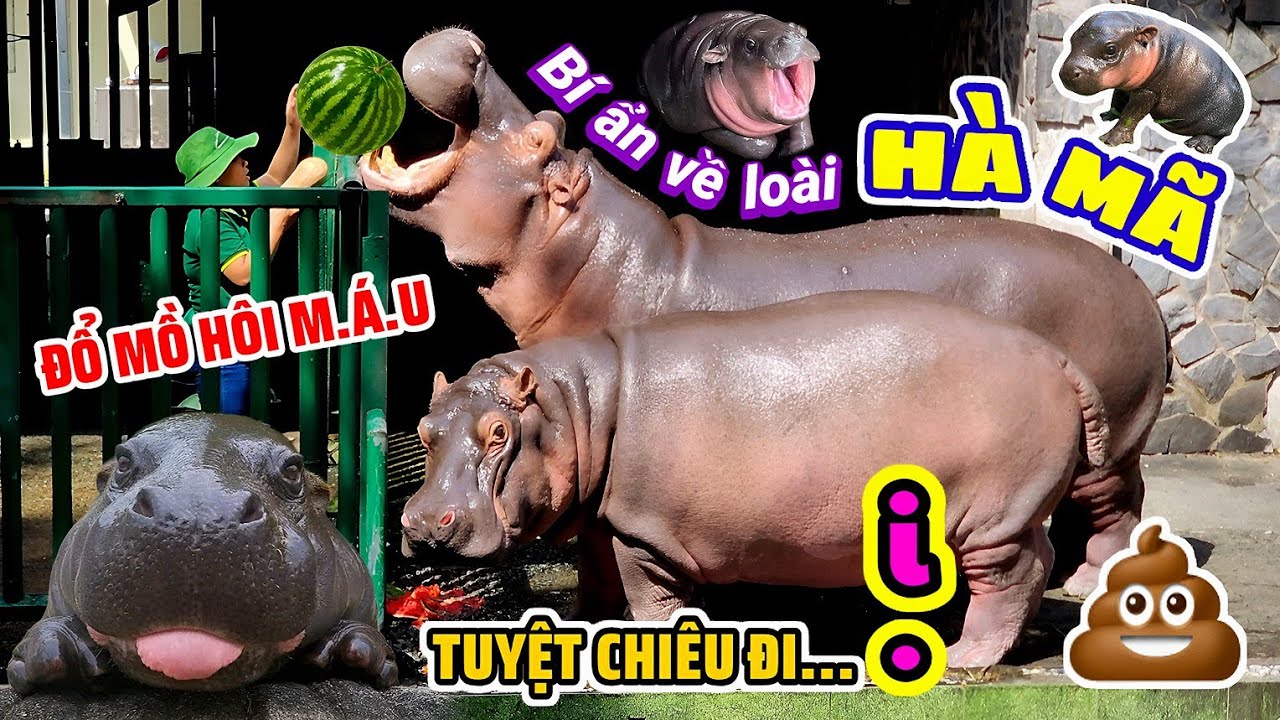 Đến Thảo Cầm Vi&ecirc;n S&agrave;i G&ograve;n kh&aacute;m ph&aacute; những b&iacute; ẩn của lo&agrave;i H&agrave; M&atilde;
