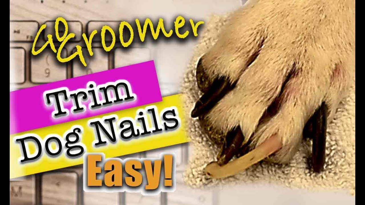 Learn how to trim Dog nails