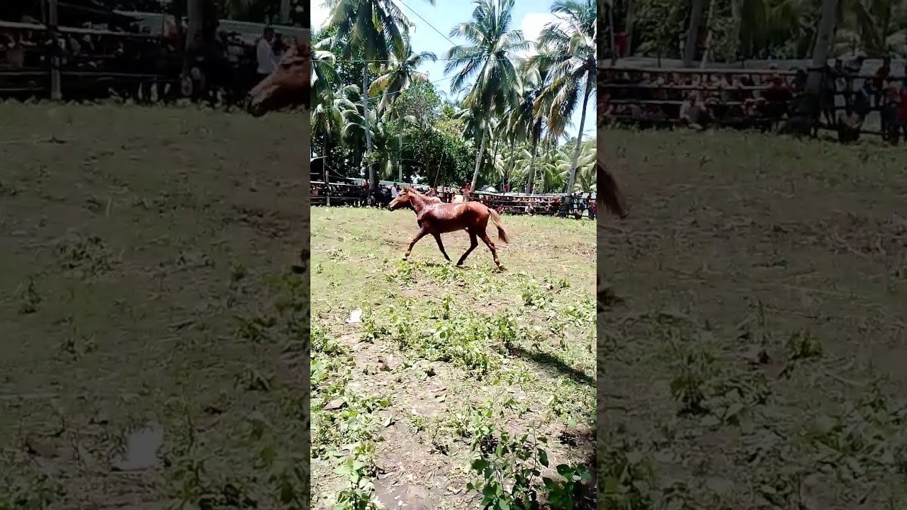 Kani akoa ni NGA kabayo daog me knang white c boy tisoy...