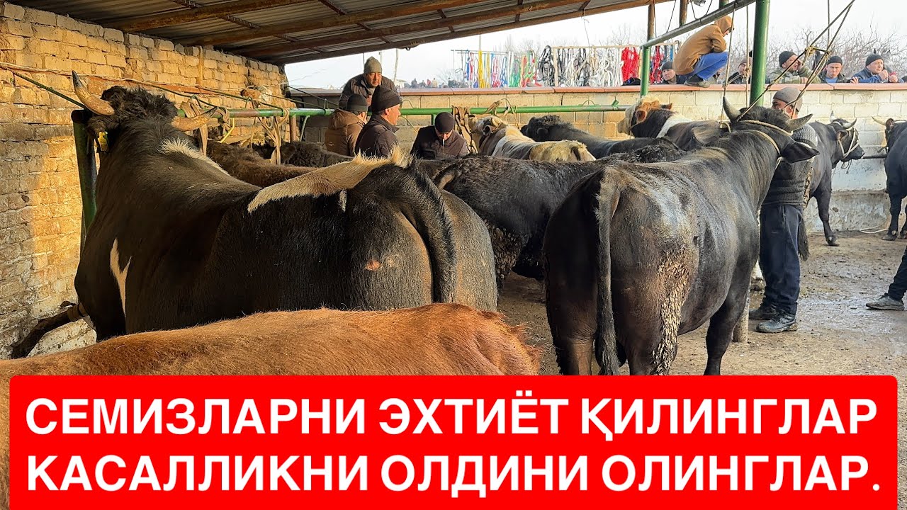 ШАХИДОН БОЗОРДА СЕМИЗЛАР КЎП НАРХЛАР ЭСА АЛҒО ДАЛҒО АФСУС ЭНДИ НИМА БЎЛАДИ?
