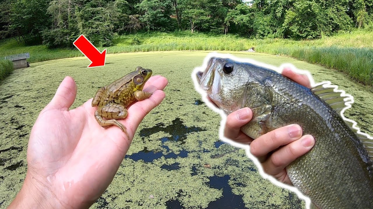 EXPERIMENT: Stocking a STORMWATER POND Behind my House!! (What Will Happen?)
