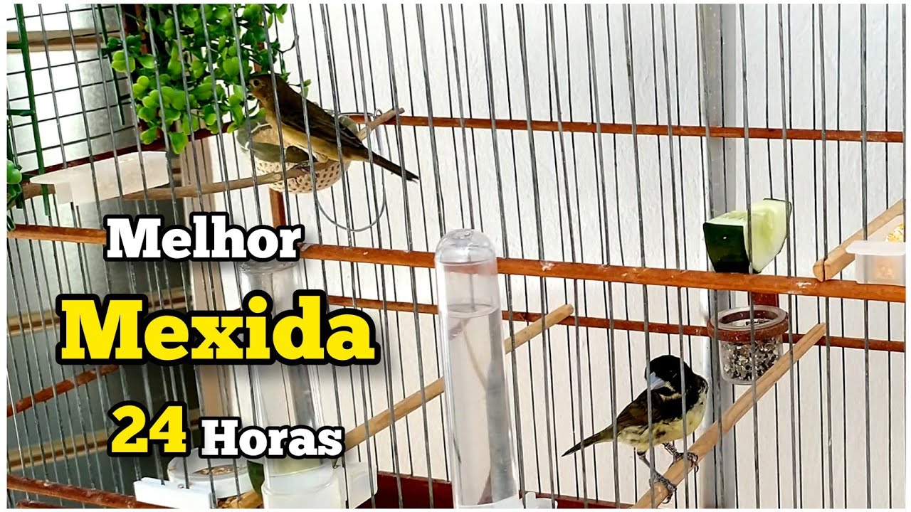Melhor Mexida de Todas : 3 Formas de Fazer a Mexida 24 HS do Jeito mais Comum