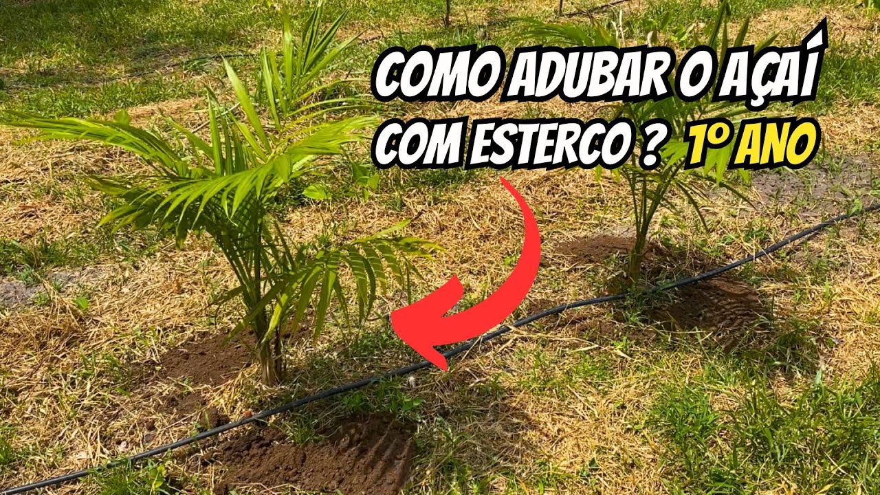 Como adubar o açaí com adubos orgânicos? Primeiro ano