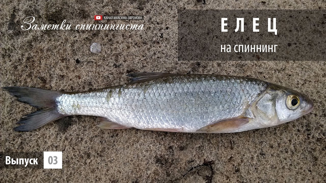 Елец на спиннинг
