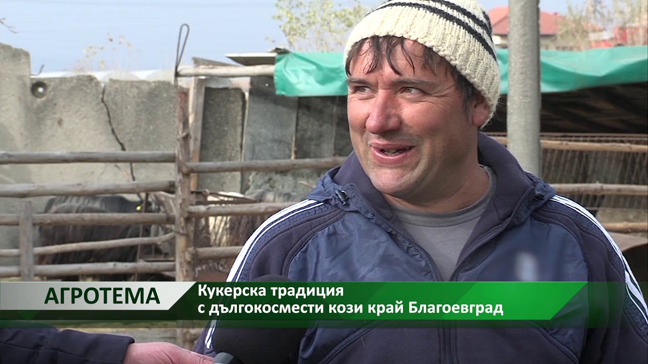 Агротема: Кукерска традиция с дългокосмести кози край Благоевград, автор: Светлин Кърпачев