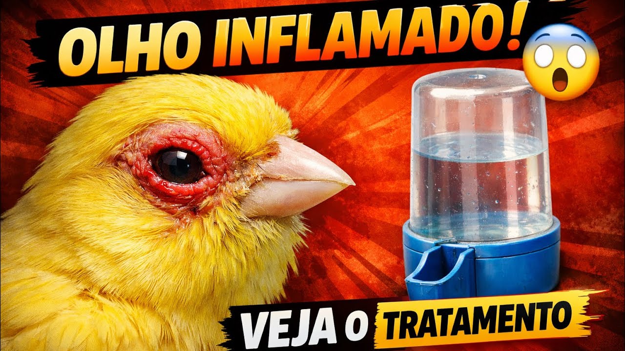Olha oque aconteceu, Será que foi esse o motivo? #canarioolhoinflamado