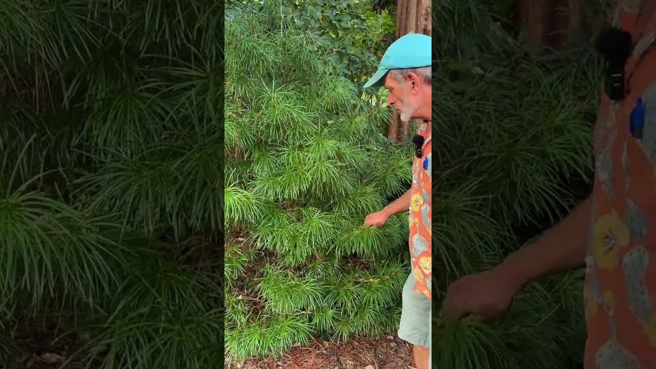 Живое ископаемое &mdash; японская зонтичная сосна (Sciadopitys verticillata) #хвойные
